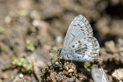 Celastrina asheri