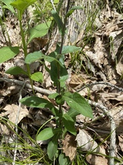 Symphyotrichum phlogifolium