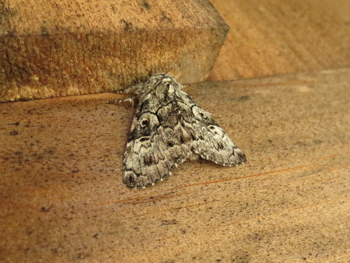 Charadra deridens