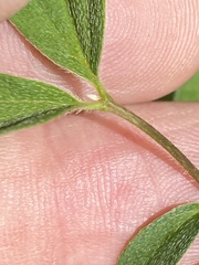 Philadelphus hirsutus