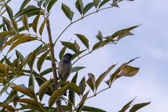 Passer domesticus