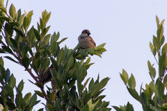 Passer domesticus