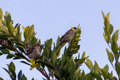 Passer domesticus