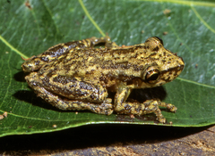 Scinax funereus