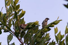 Passer domesticus