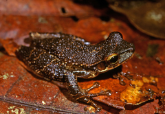 Osteocephalus taurinus