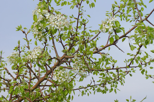 Pyrus communis iNat (1)