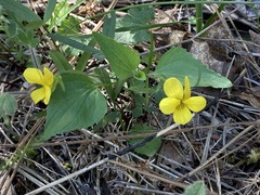 Viola lobata integrifolia
