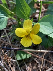 Viola lobata integrifolia
