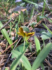 Viola lobata integrifolia