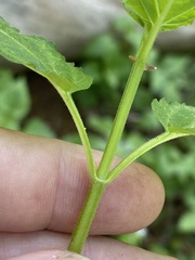 Stachys latidens