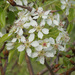 Wild Pear - Photo (c) Felix Riegel, some rights reserved (CC BY-NC), uploaded by Felix Riegel