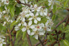 Wild Pear - Photo (c) Felix Riegel, some rights reserved (CC BY-NC), uploaded by Felix Riegel
