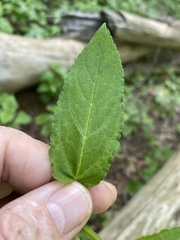 Stachys latidens