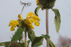 Phlomis grandiflora