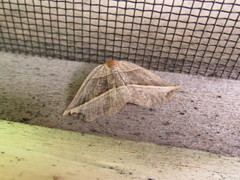 Metanema determinata