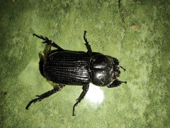 Phileurus