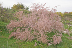 Tamarix parviflora