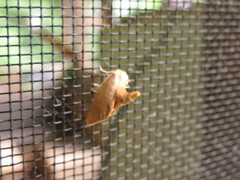 Zygaenoidea