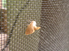 Zygaenoidea