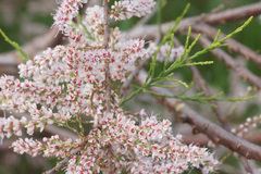 Tamarix parviflora