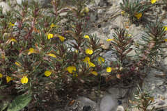 Ajuga chamaepitys chia