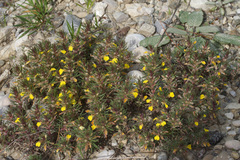 Ajuga chamaepitys chia
