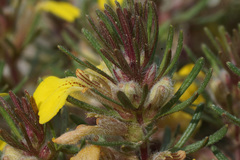 Ajuga chamaepitys chia