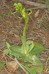 Ophrys urteae