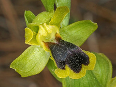 Ophrys urteae