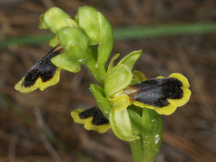 Ophrys urteae
