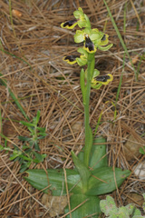 Ophrys urteae