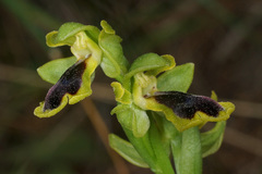 Ophrys urteae