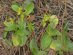 Ophrys urteae