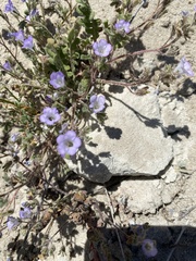 Phacelia fremontii