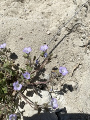 Phacelia fremontii
