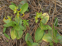 Ophrys urteae