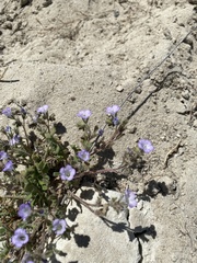 Phacelia fremontii