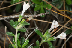 Lithodora hispidula