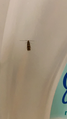 Oinophila v-flava