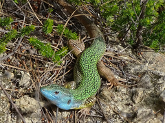 Lacerta pamphylica