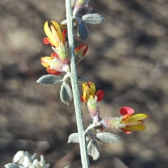 Acmispon distichus