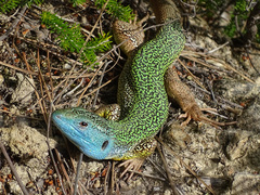Lacerta pamphylica