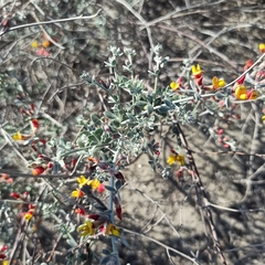 Acmispon distichus