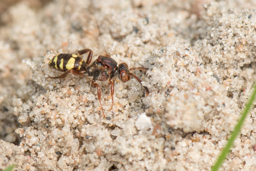 Banks' Nomad Bee