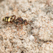 Banks' Nomad Bee - Photo (c) Heather Holm, some rights reserved (CC BY-NC), uploaded by Heather Holm