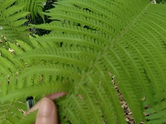 Matteuccia struthiopteris