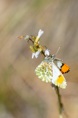 Anthocharis julia sulfuris