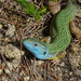 Pamphylian Emerald Lizard - Photo (c) Felix Riegel, some rights reserved (CC BY-NC), uploaded by Felix Riegel