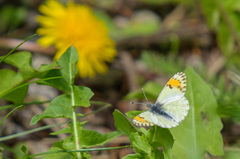Anthocharis julia sulfuris